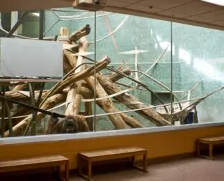 Strong glass in a zoo enclosure