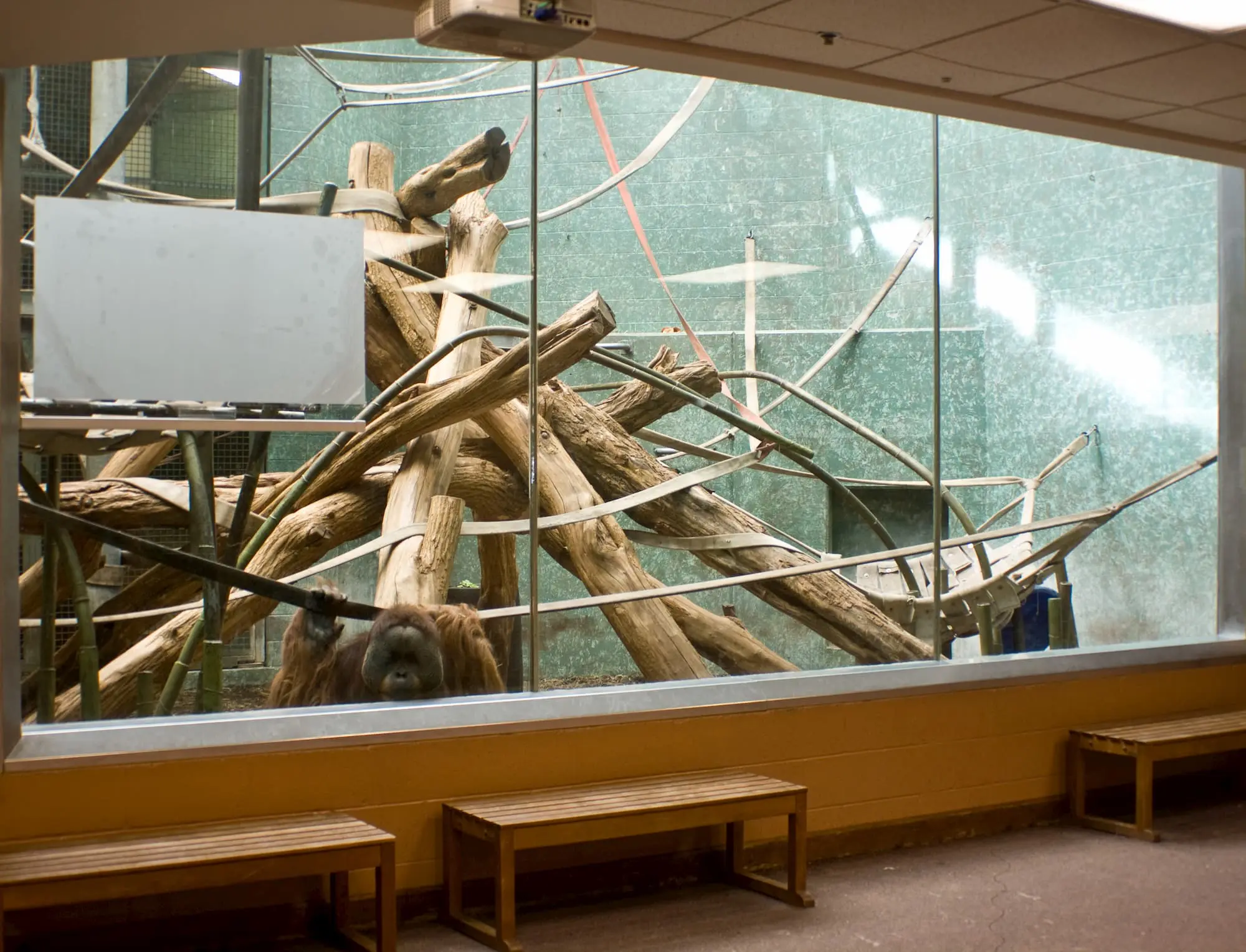 Strong glass in a zoo enclosure